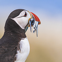 Buy canvas prints of Wild Puffin, catch of the day.   by John Finney