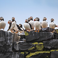 Buy canvas prints of Puffins mothers meeting.  by John Finney