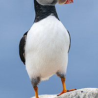 Buy canvas prints of Puffin with attitude.  by John Finney