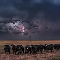 Buy canvas prints of We got Cows  by John Finney