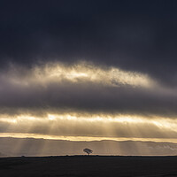 Buy canvas prints of Crookstone hill lone tree at sunrise   by John Finney