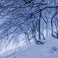 Buy canvas prints of Rushup Edge Trees in Winter by John Finney