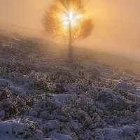 Buy canvas prints of The Tree of Life on Lantern Pike by John Finney