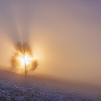Buy canvas prints of The Tree of Life. Peak District sunrise by John Finney