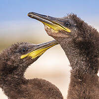 Buy canvas prints of Two juveniles Shags on the beach by John Finney