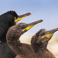 Buy canvas prints of Adult Shag birds & Two juveniles by John Finney