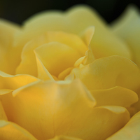 Buy canvas prints of  Yellow Rose by Nigel Poore