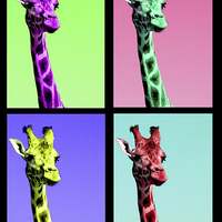 Buy canvas prints of Warhol Giraffe by Nigel Poore