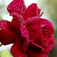 Buy canvas prints of  Red rose. by Sangeeta Gandhi