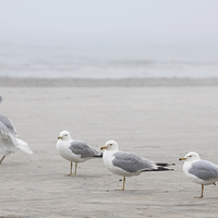 Buy canvas prints of Seagulls on foggy beach by ELENA ELISSEEVA