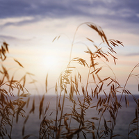 Buy canvas prints of Grass at sunset by ELENA ELISSEEVA