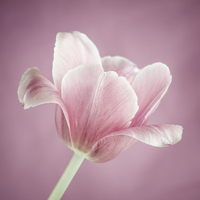 Buy canvas prints of Pink tulip by ELENA ELISSEEVA
