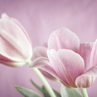 Buy canvas prints of Pink tulips by ELENA ELISSEEVA