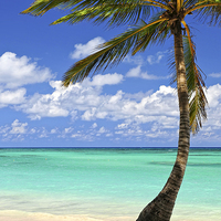Buy canvas prints of Palm tree on tropical island beach by ELENA ELISSEEVA