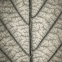 Buy canvas prints of Leaf texture in sepia by ELENA ELISSEEVA