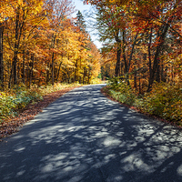 Buy canvas prints of Road in fall forest by ELENA ELISSEEVA