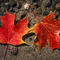Buy canvas prints of Maple leaves in water by ELENA ELISSEEVA