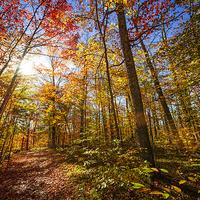 Buy canvas prints of Sunshine in fall forest by ELENA ELISSEEVA