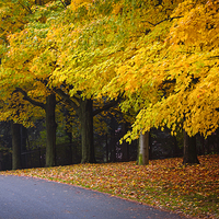 Buy canvas prints of Fall road with colorful trees. by ELENA ELISSEEVA