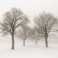 Buy canvas prints of Winter trees in fog by ELENA ELISSEEVA