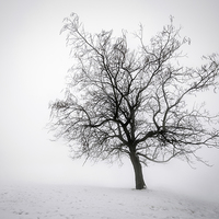 Buy canvas prints of Winter tree in fog by ELENA ELISSEEVA