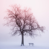 Buy canvas prints of Winter tree in fog at sunrise by ELENA ELISSEEVA