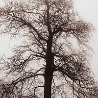 Buy canvas prints of Winter tree in fog by ELENA ELISSEEVA