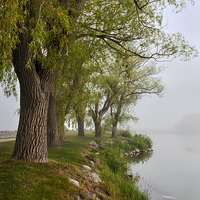 Buy canvas prints of Old trees in foggy shore by ELENA ELISSEEVA