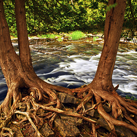 Buy canvas prints of River and roots by ELENA ELISSEEVA