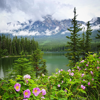 Buy canvas prints of Wild roses in Jasper National Park by ELENA ELISSEEVA
