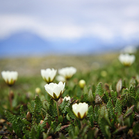 Buy canvas prints of Alpine meadow in Jasper National Park by ELENA ELISSEEVA