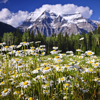 Buy canvas prints of Daisies in Canadian Rockies by ELENA ELISSEEVA