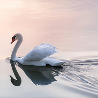 Buy canvas prints of Sunset swan by ELENA ELISSEEVA