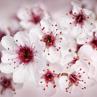 Buy canvas prints of  Cherry blossoms by ELENA ELISSEEVA