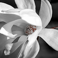 Buy canvas prints of Magnolia flower by ELENA ELISSEEVA
