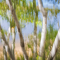 Buy canvas prints of Birch trees on lake shore by ELENA ELISSEEVA