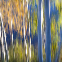Buy canvas prints of Blue birches on lake shore by ELENA ELISSEEVA