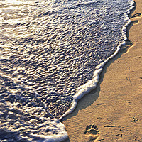 Buy canvas prints of Tropical beach with footprints by ELENA ELISSEEVA