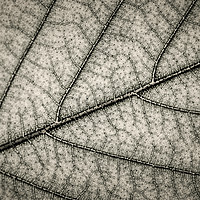 Buy canvas prints of Tree leaf texture by ELENA ELISSEEVA