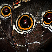 Buy canvas prints of Butterfly wing by ELENA ELISSEEVA