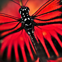 Buy canvas prints of Red heliconius dora butterfly by ELENA ELISSEEVA