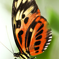 Buy canvas prints of Large tiger butterfly by ELENA ELISSEEVA