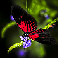 Buy canvas prints of Red heliconius dora butterfly by ELENA ELISSEEVA