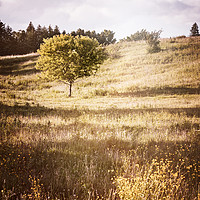 Buy canvas prints of Rural landscape with single tree by ELENA ELISSEEVA