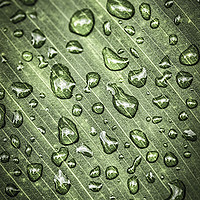 Buy canvas prints of Green leaf with raindrops by ELENA ELISSEEVA