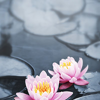 Buy canvas prints of Lotus blossoms by ELENA ELISSEEVA