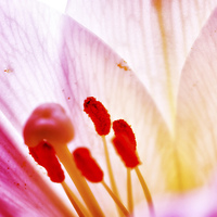 Buy canvas prints of Lilly  flower closeup by Dariusz Miszkiel