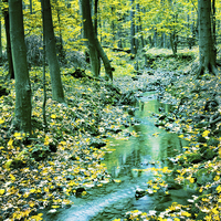 Buy canvas prints of Creek in fall time by Dariusz Miszkiel