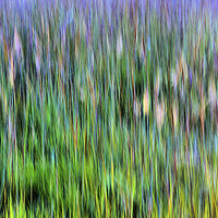 Buy canvas prints of  Big Bluestem Grass by William Moore