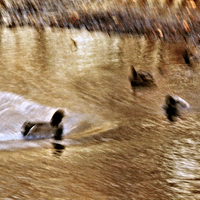 Buy canvas prints of Mallards in the Slough by William Moore